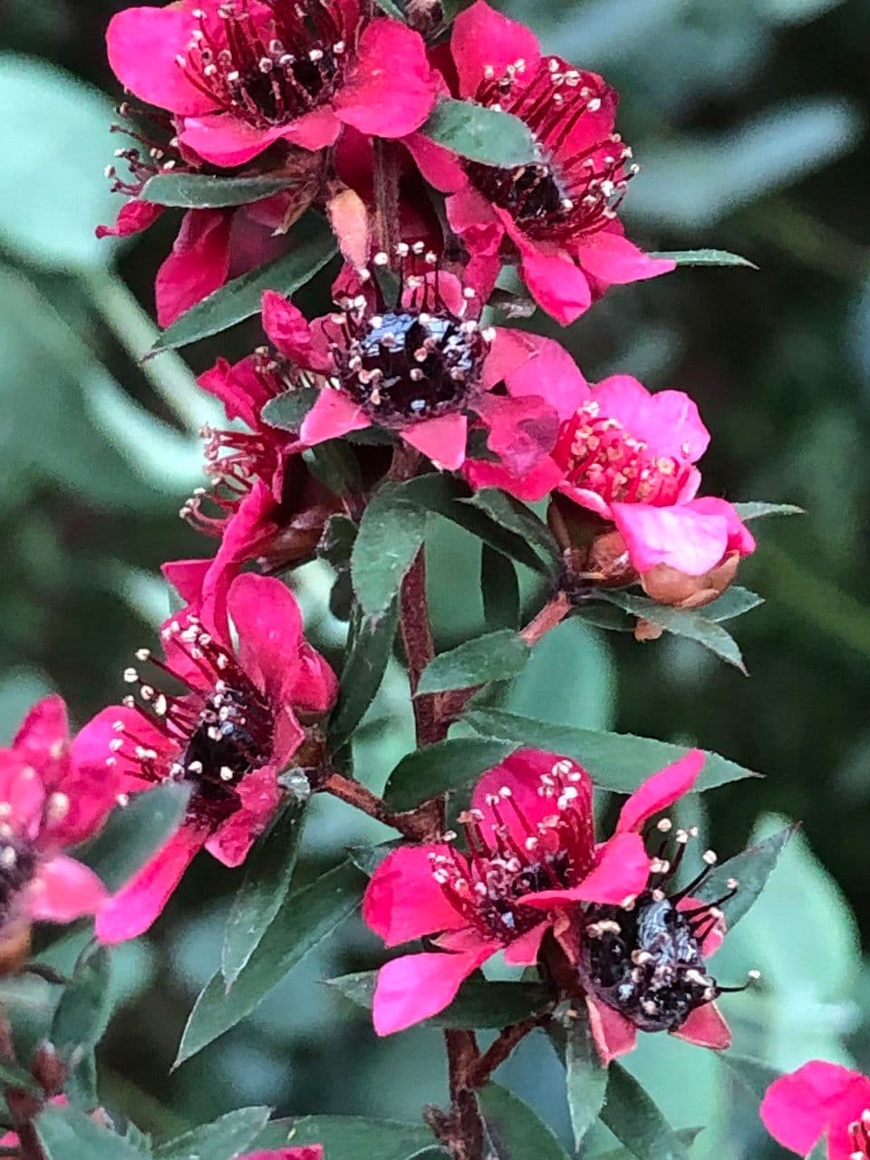 Manuka 12