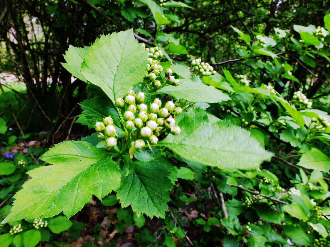 Biancospino calpodendron