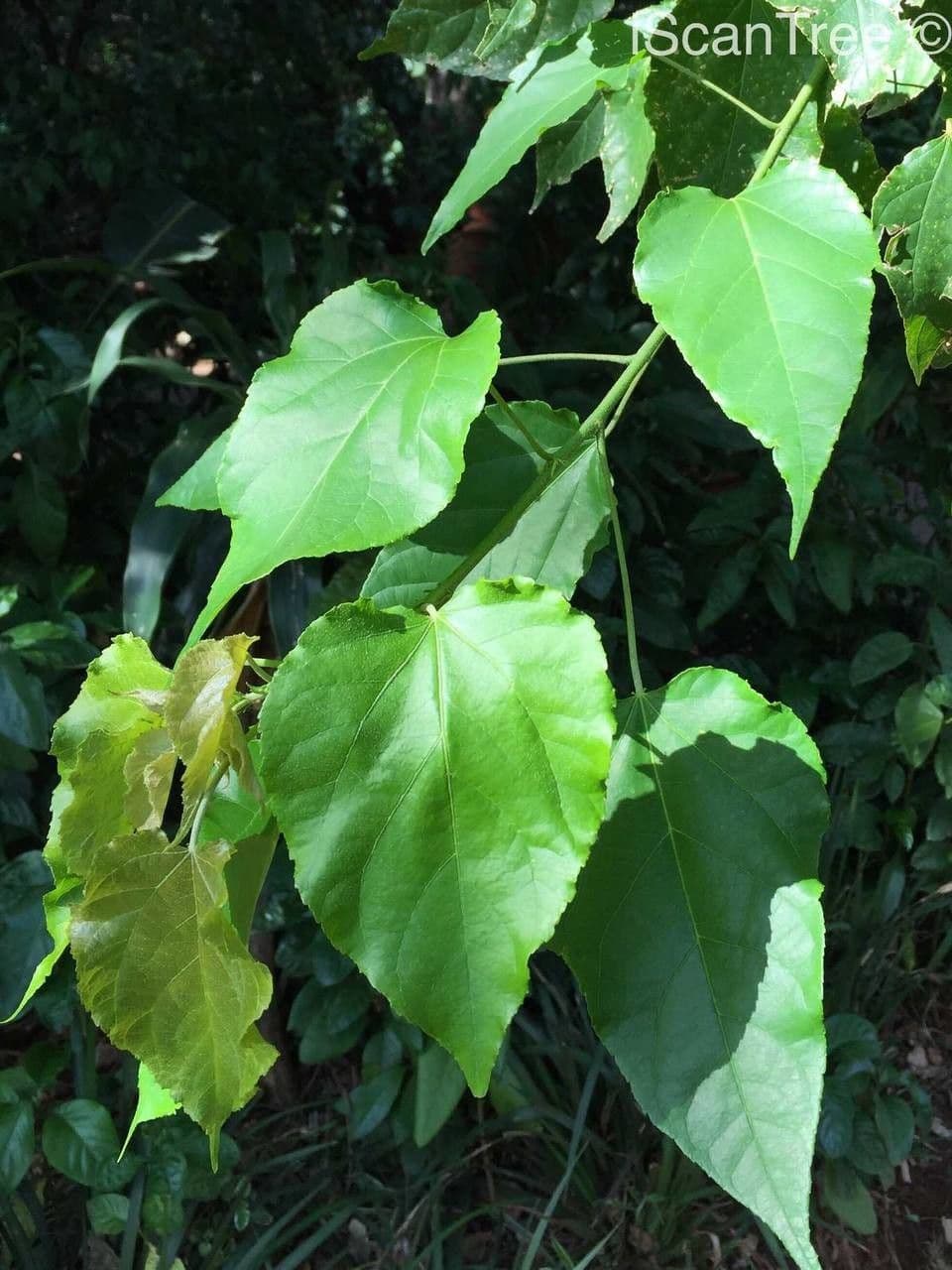 Wald-Croton 13