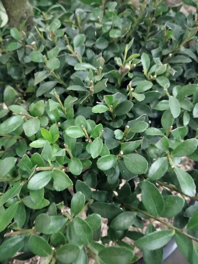 Myrsina africká 18