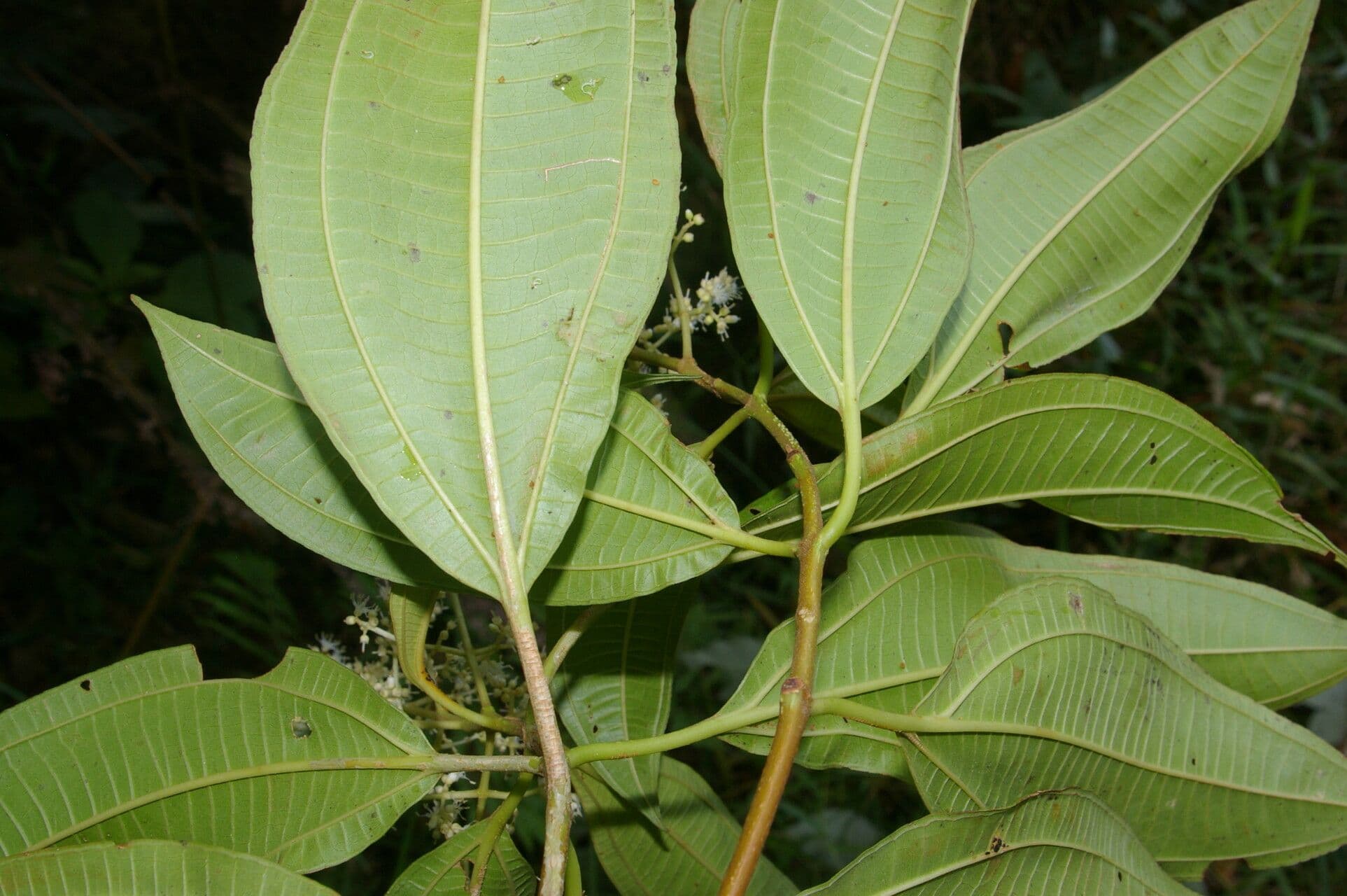 Miconia 4