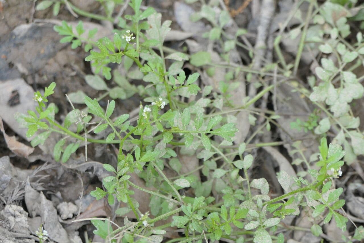 Cardamine pensilvanica 2