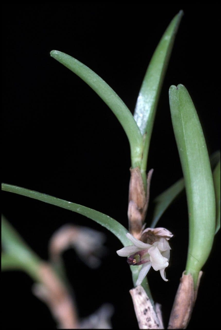 Scaphyglottis 3