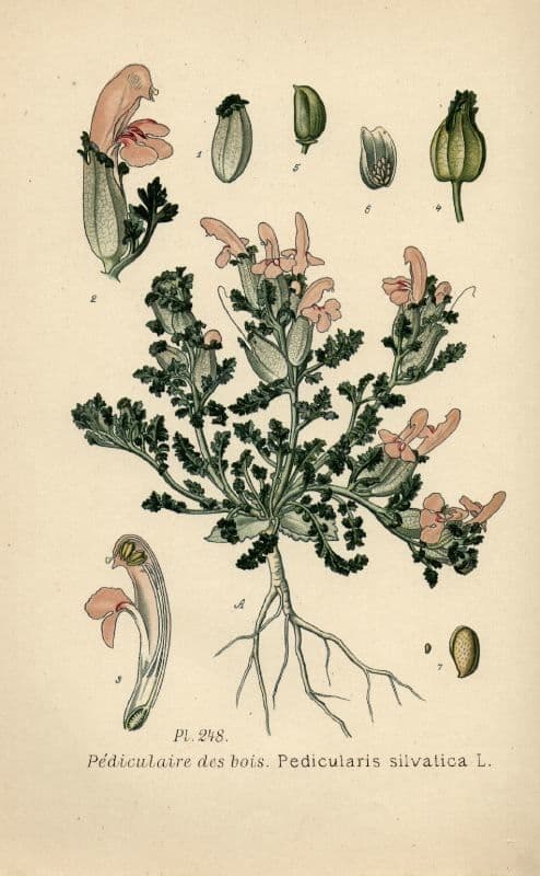 Pedicolare silvatica 23