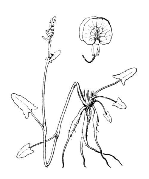 Knolliger Ampfer