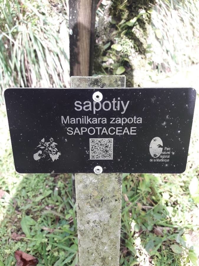 Sapodilla 26