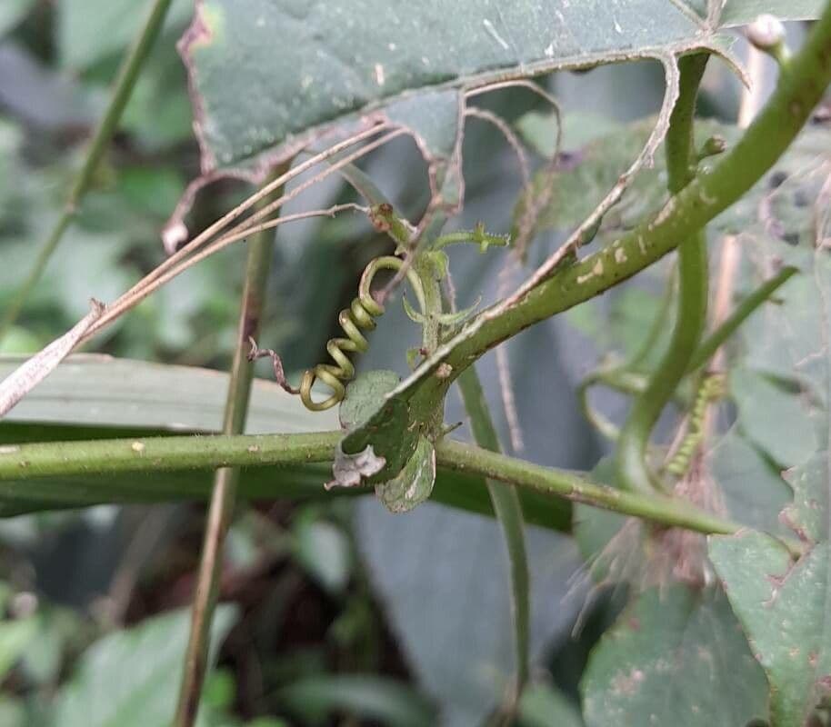 Passiflora misera 3