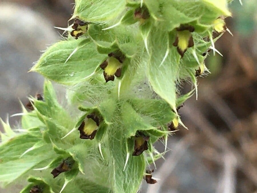 Berg-Gottesgnadenkraut 8