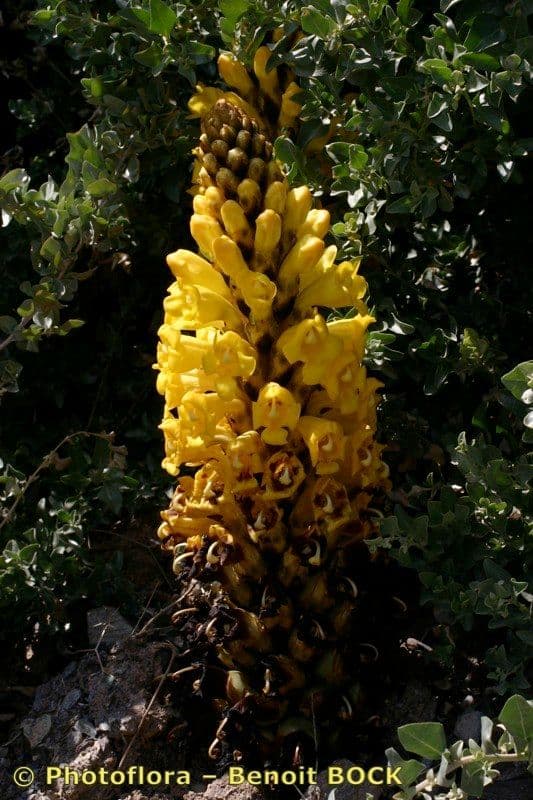Cistanche 4