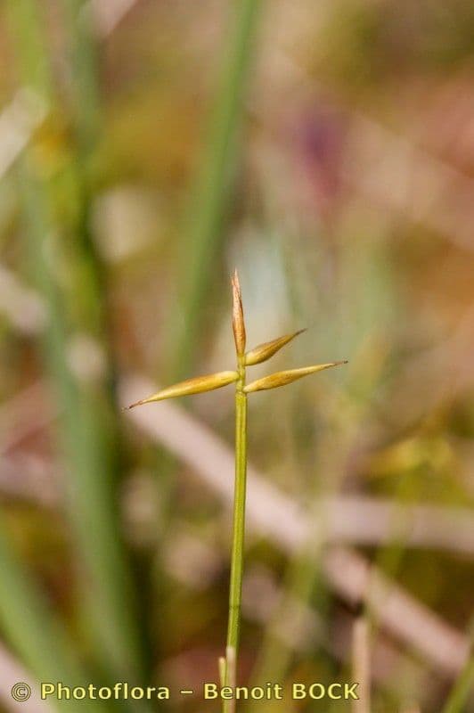 Carice pauciflora 19