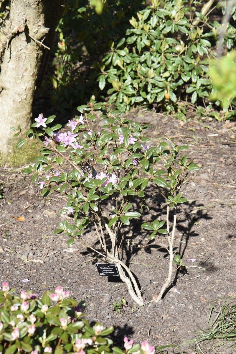 Rododendro 11
