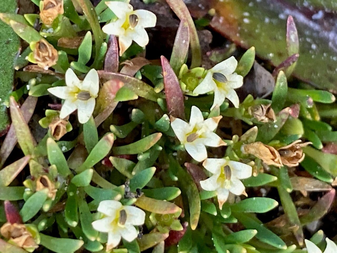 Lysipomia 2