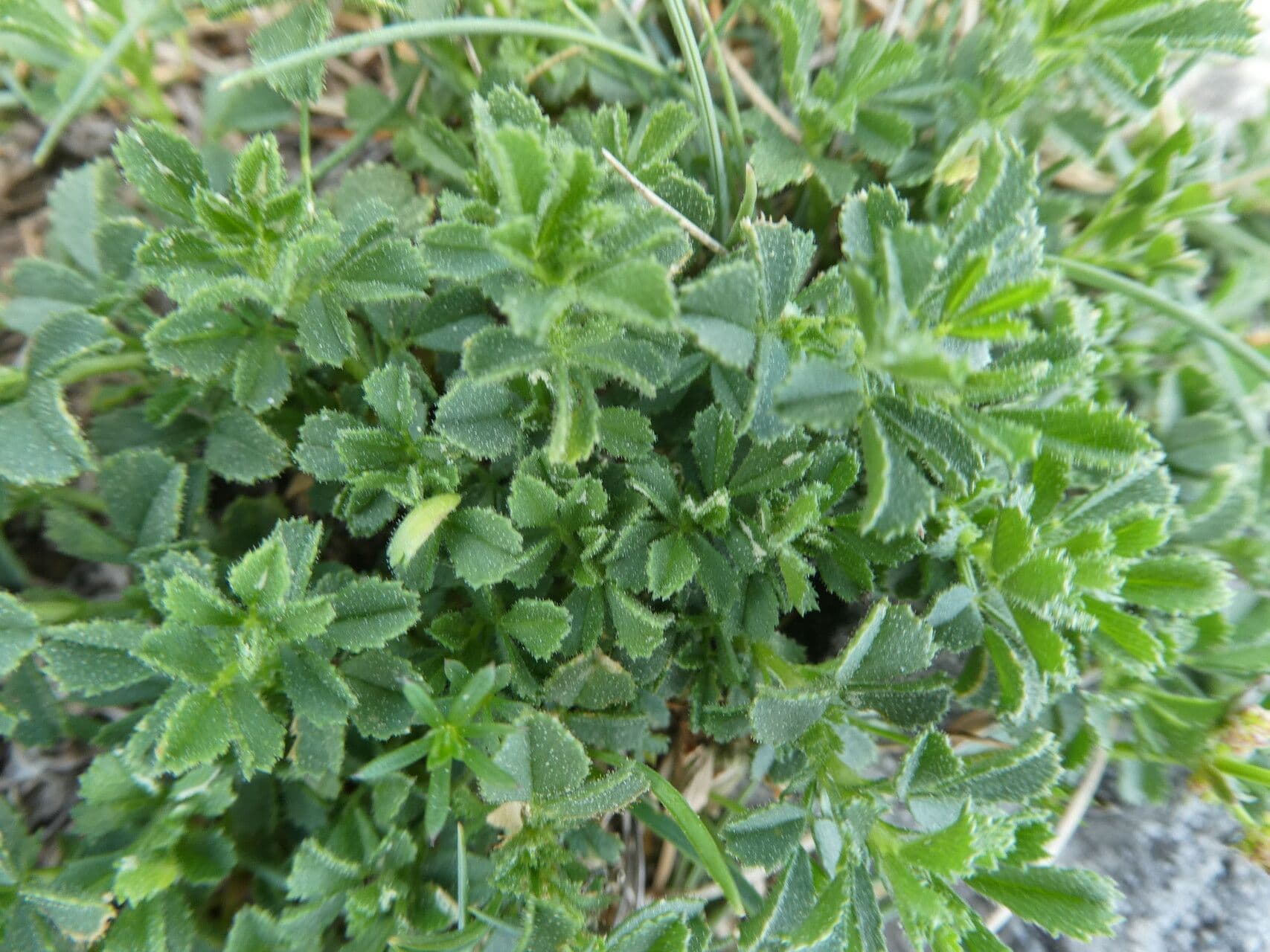 Ononis striata 16