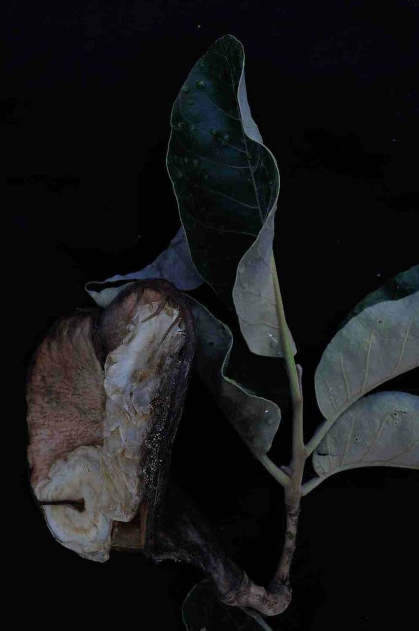 Aspidosperma
