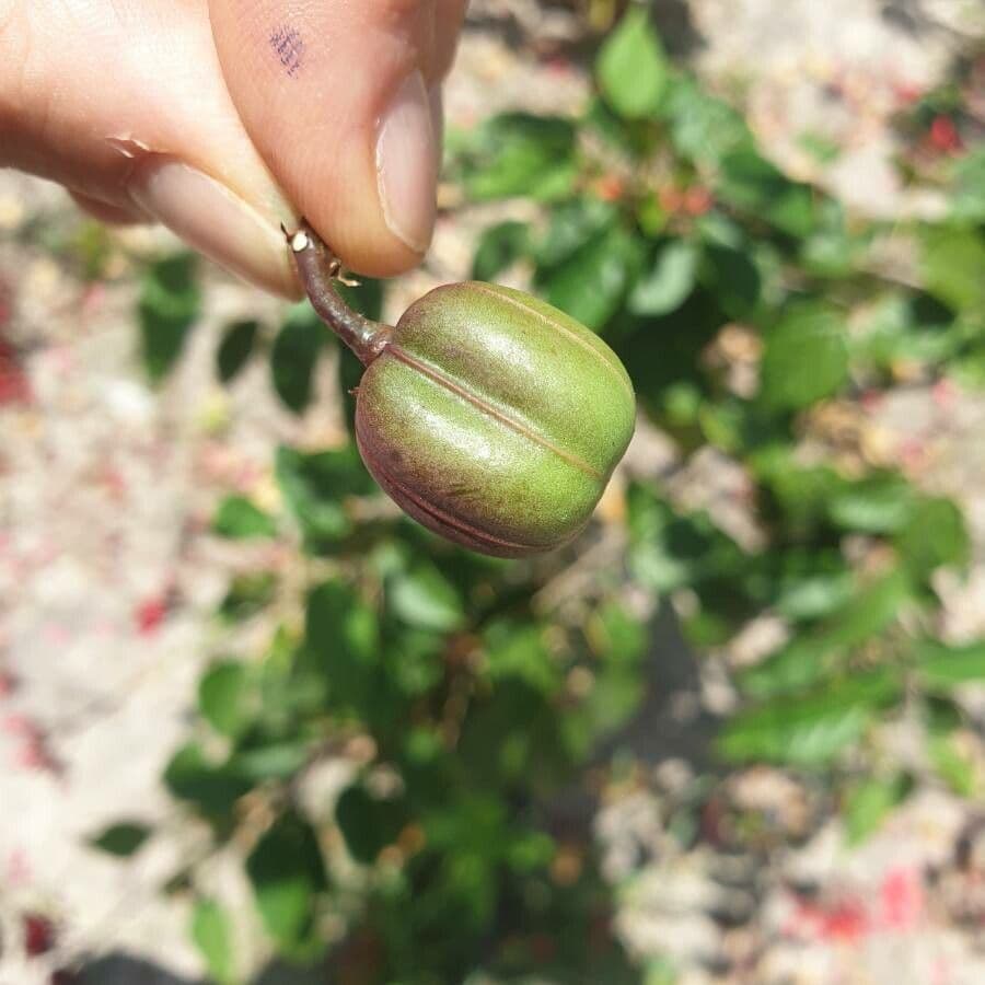 Jatropha integerrima 3
