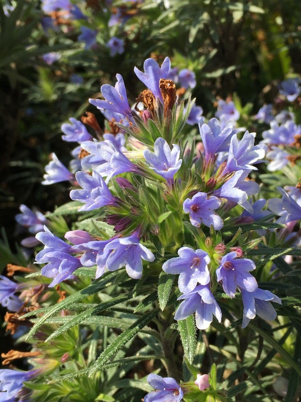 Lithodora 3