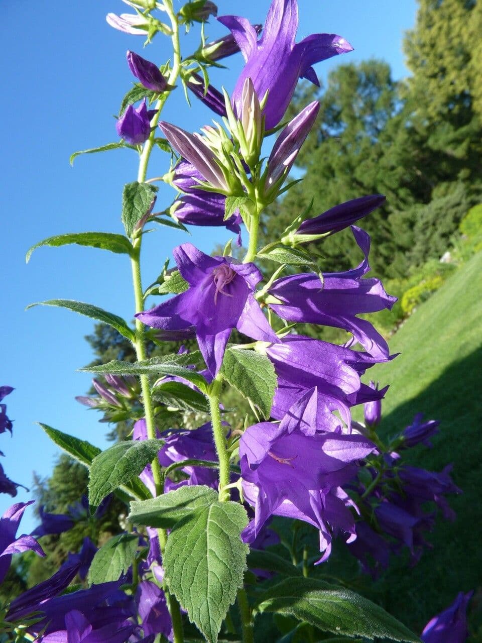 Breitblättrige Glockenblume 29