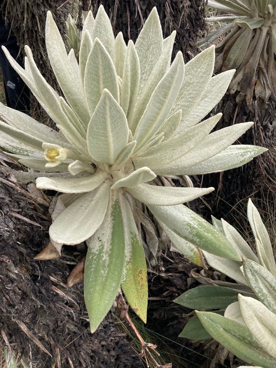 Espeletia 14