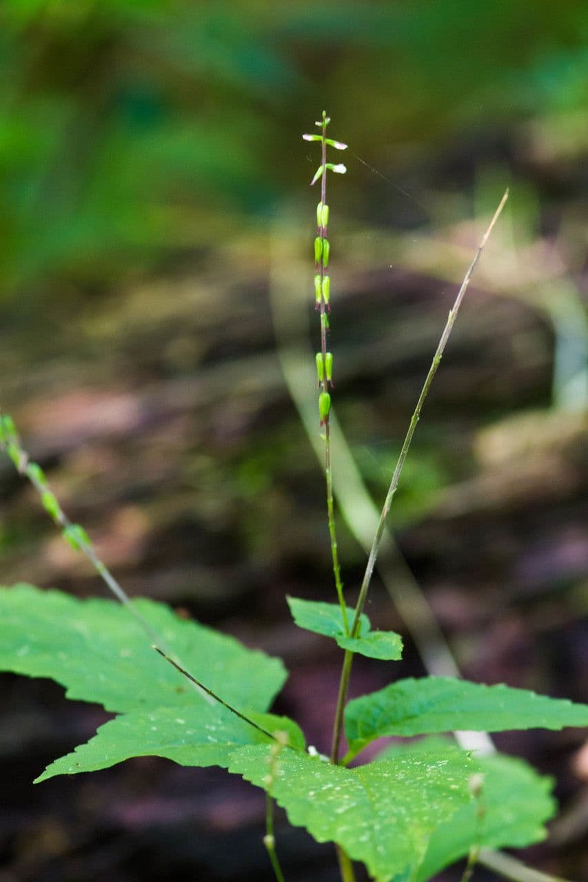 Phryma leptostachya 9