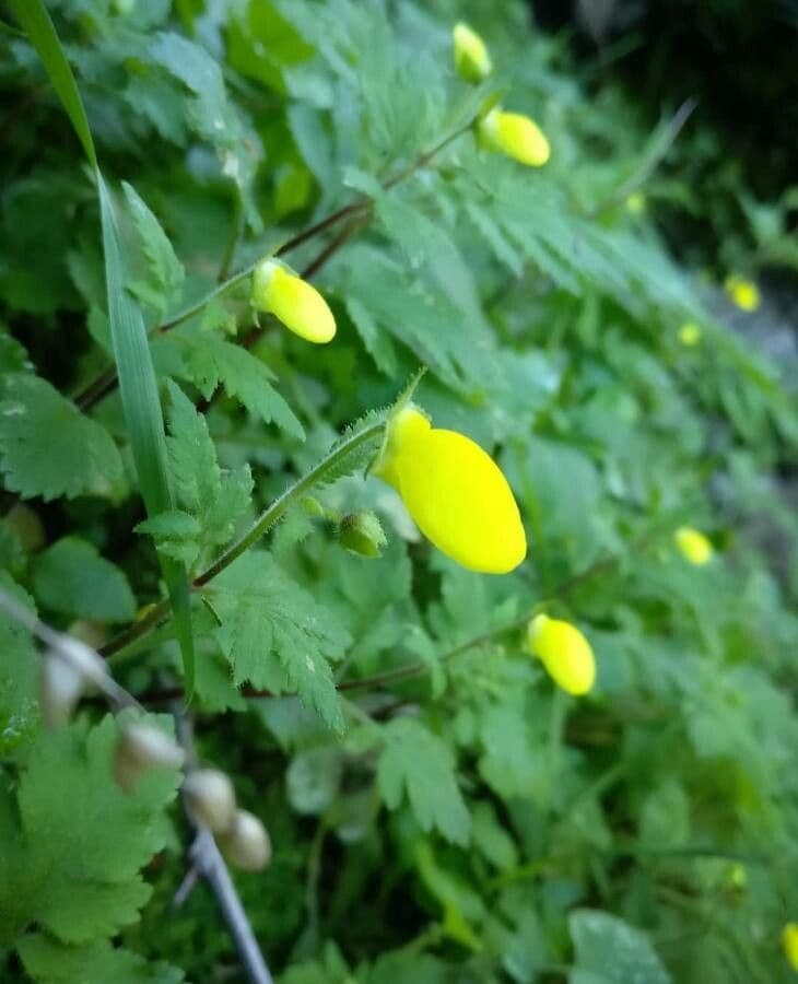 Calceolaria 8