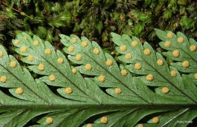 Lastreopsis 4