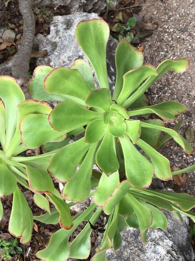 Aeonium nobile 13