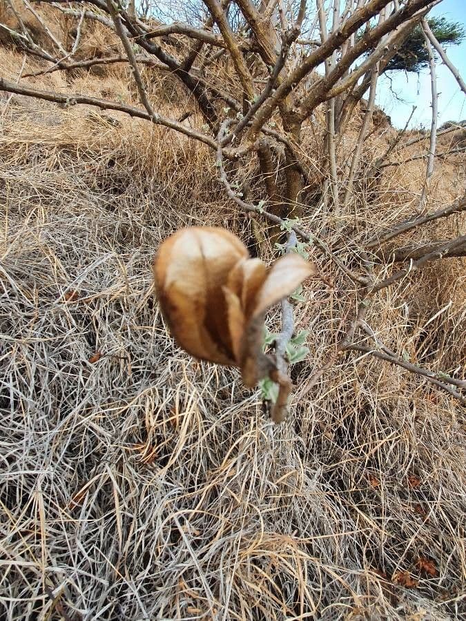 Sesamothamnus