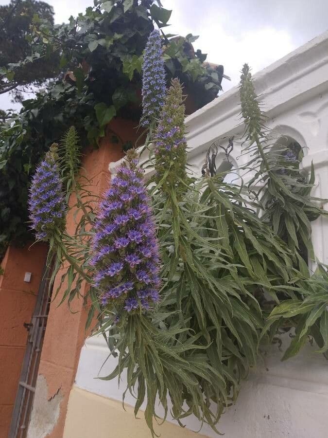 Echium di Madeira 26