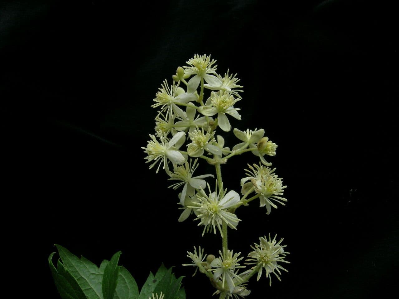 Clematide profumata 6