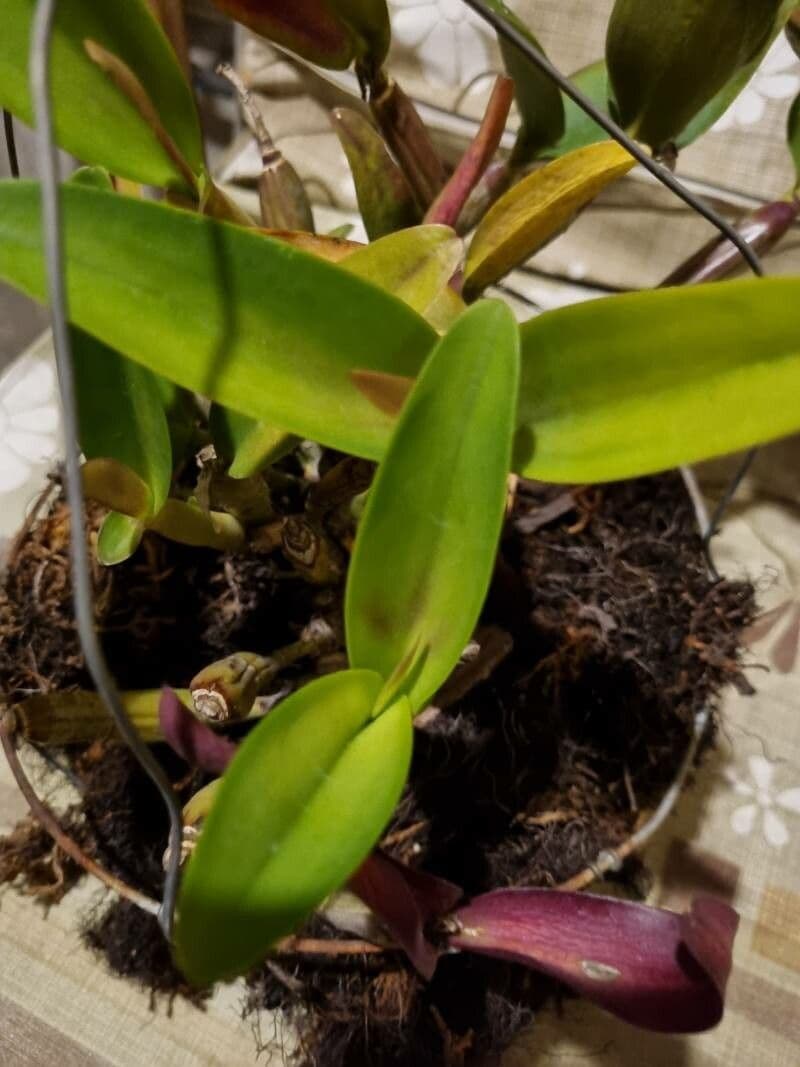 Cattleya intermedia 8