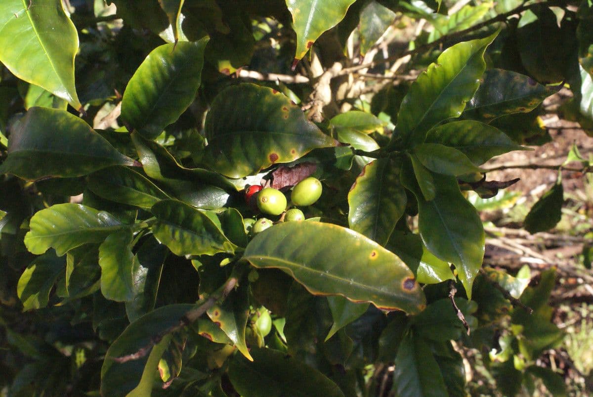 Caffè arabico 11