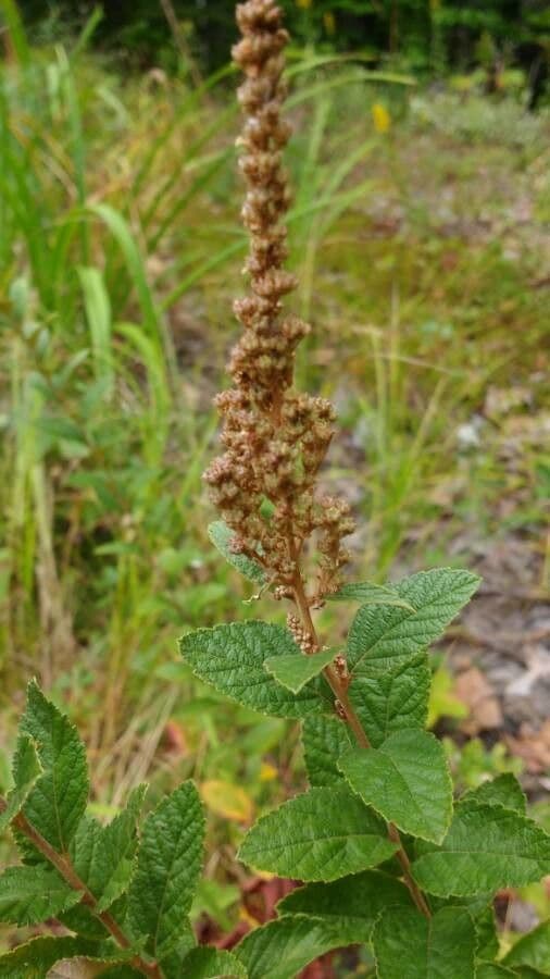 Brestovec kalinolistý