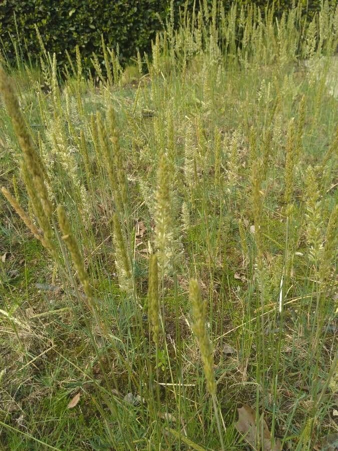 Koeleria glauca 6