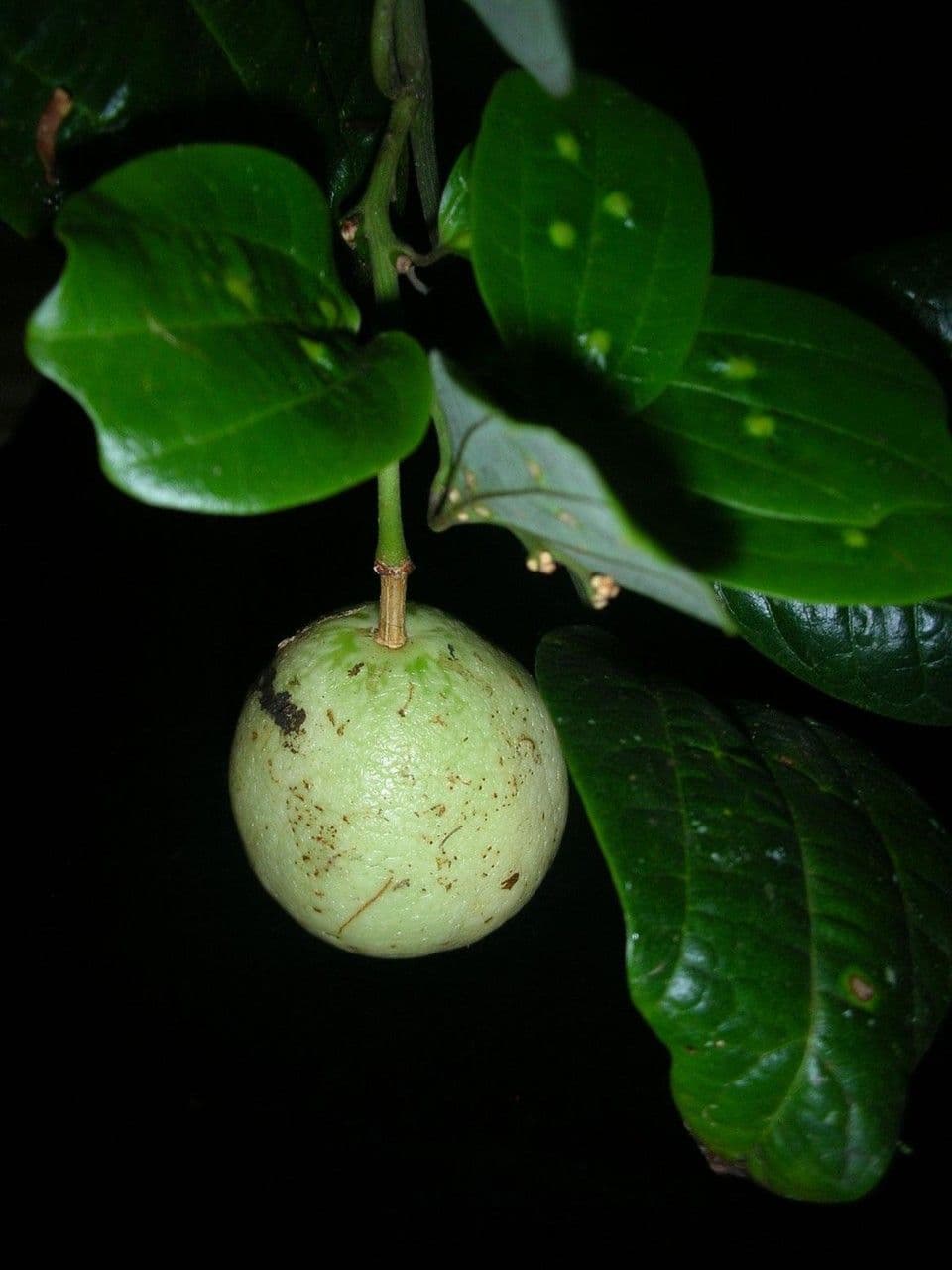 Passiflora 3