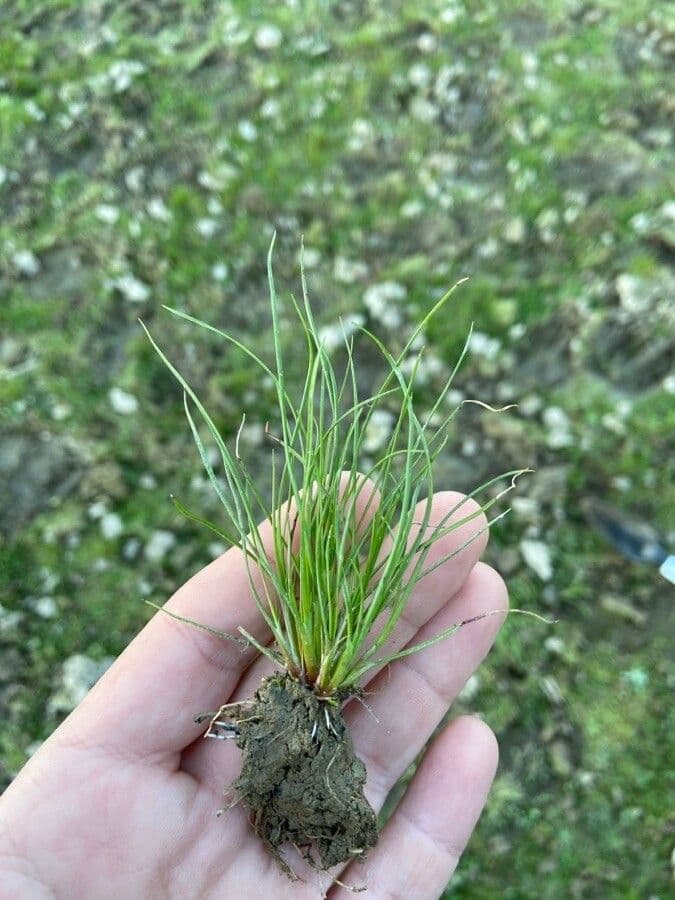 Schoenoplectus setaceus 16