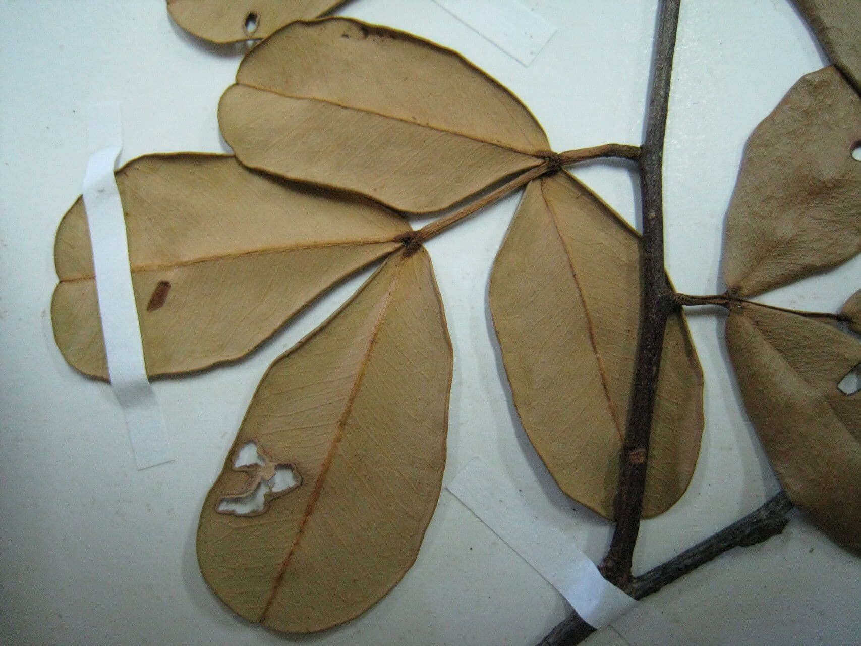 Macrolobium