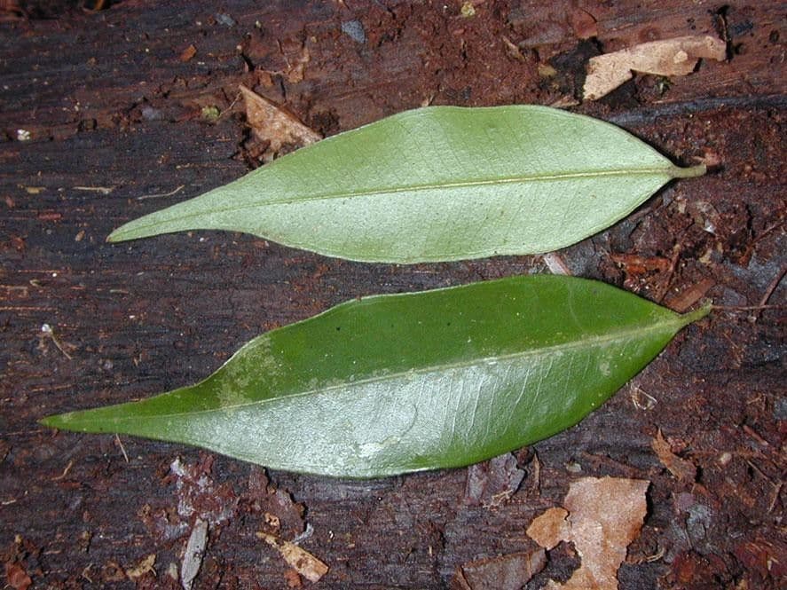 Myrciaria 5