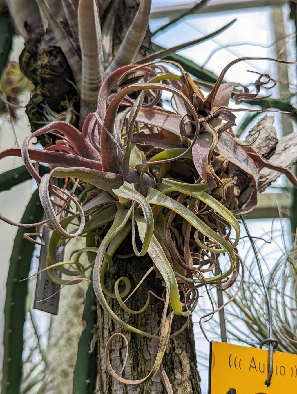 Tillandsia kučeravá