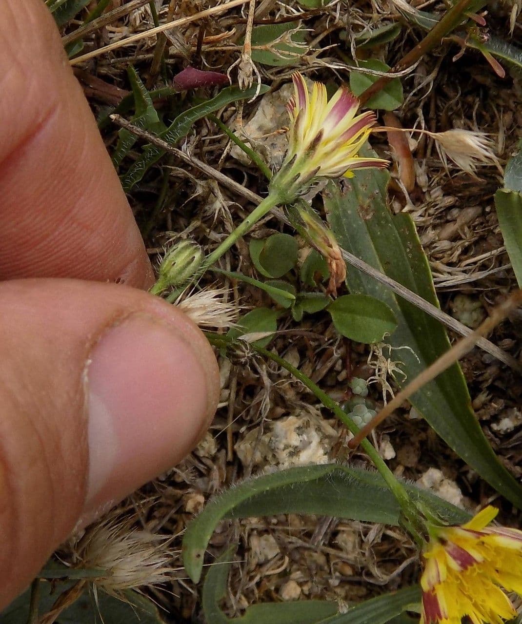 Pilosella 2