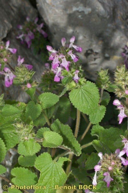 Santoreggia sinuosa 6