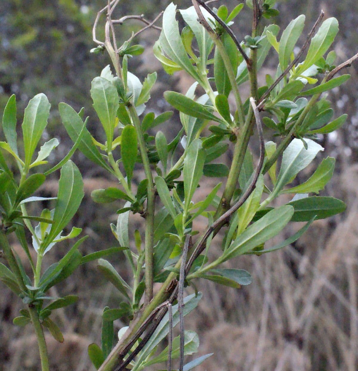Chilca 29