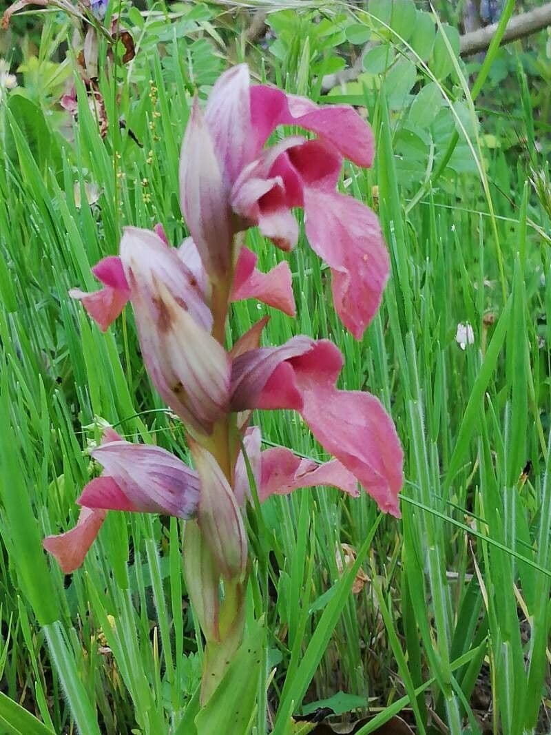 Serapias neglecta 8