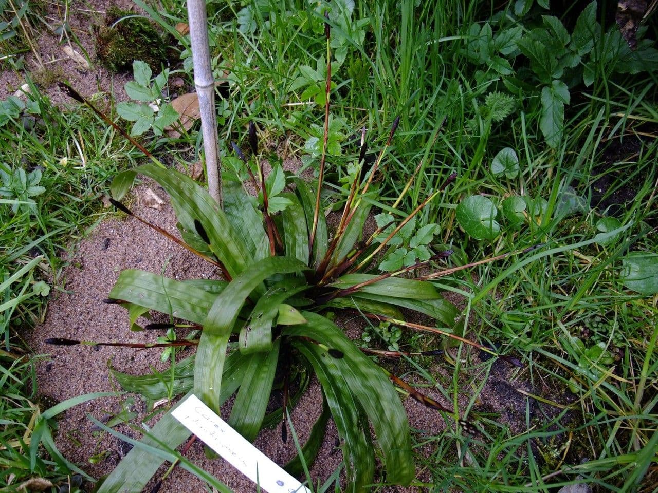 Plantainleaf sedge 15