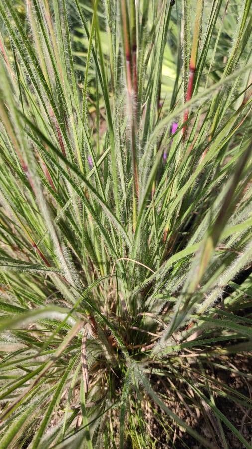 Danthonia a una spiga 15