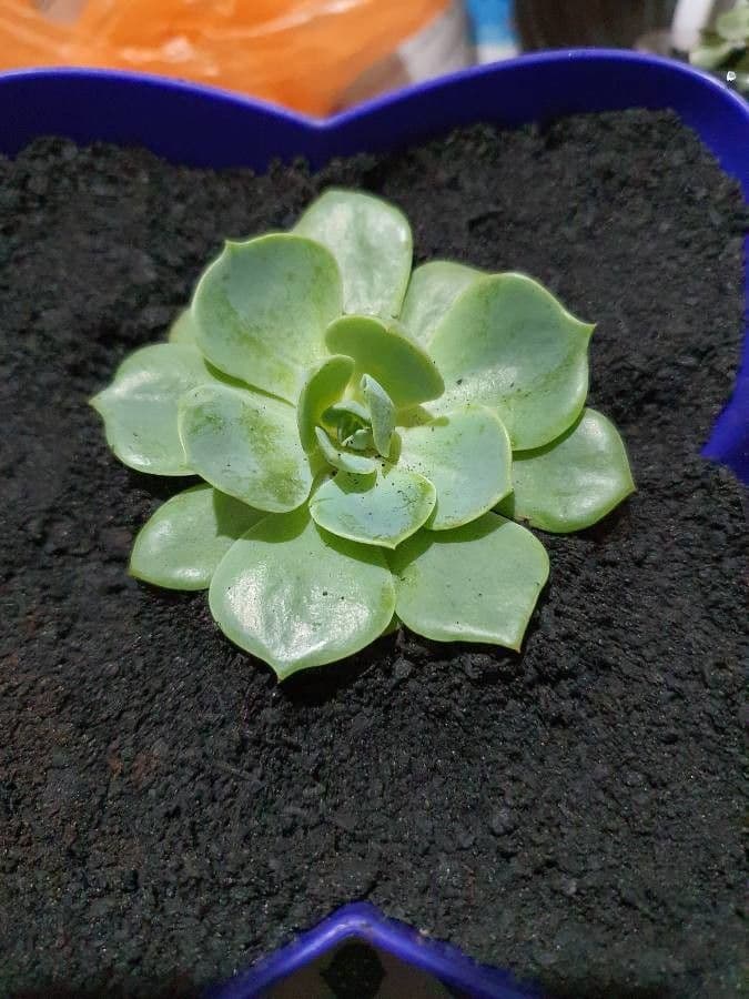 Echeveria secunda 9