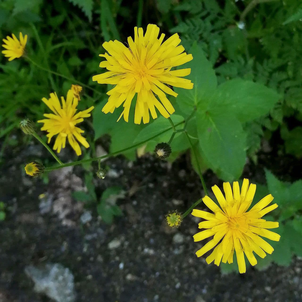 Radicchiella 5