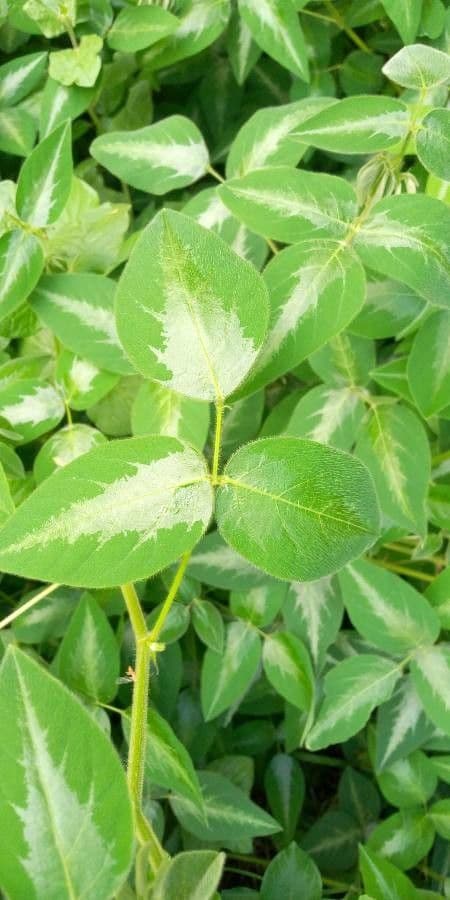 Desmodium uncinatum 10