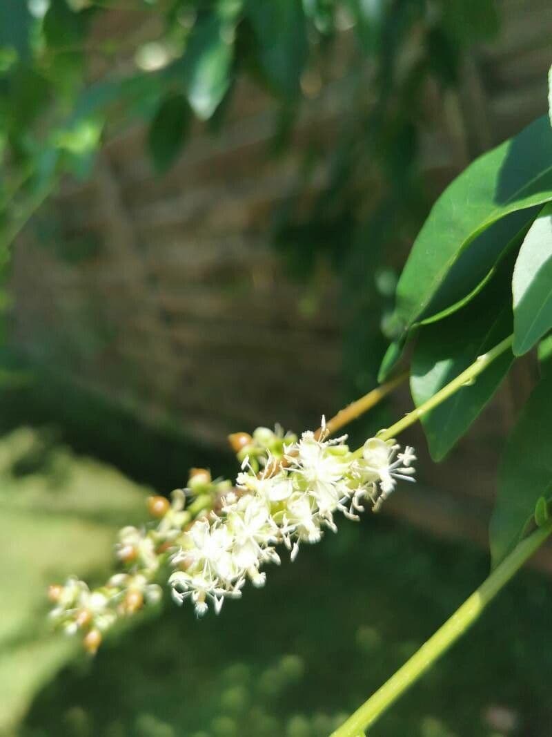 Trichostigma 4