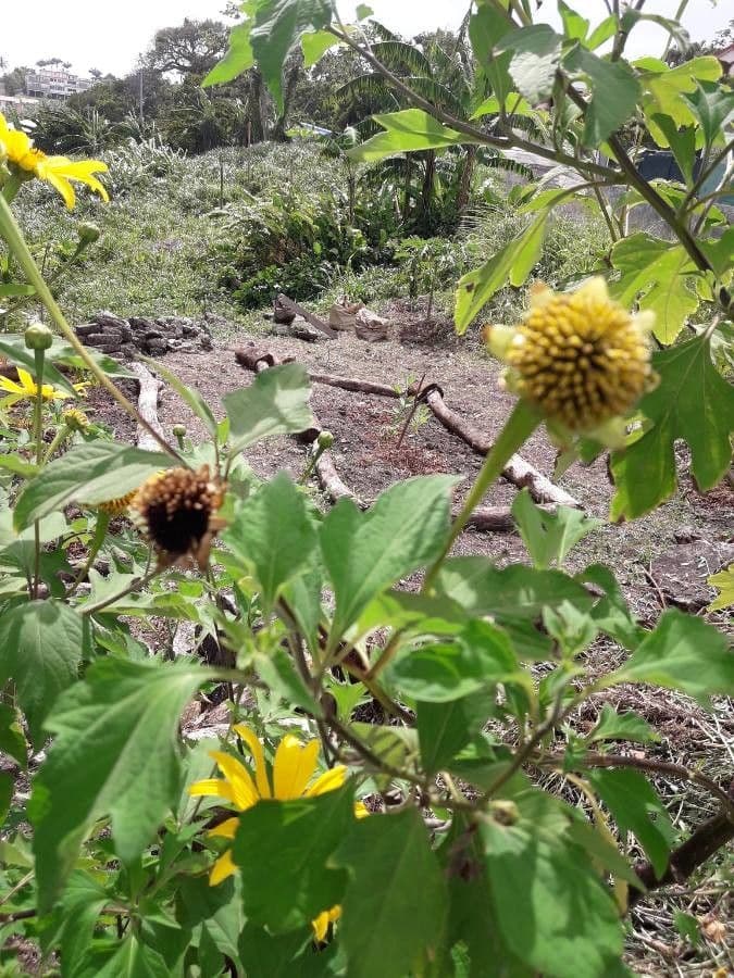 Tithonia diversifolia 5