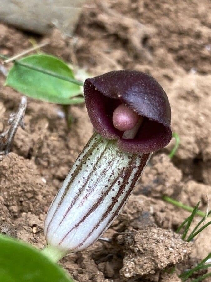 Arisarum 10